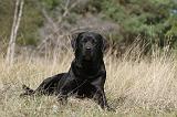 LABRADOR 068